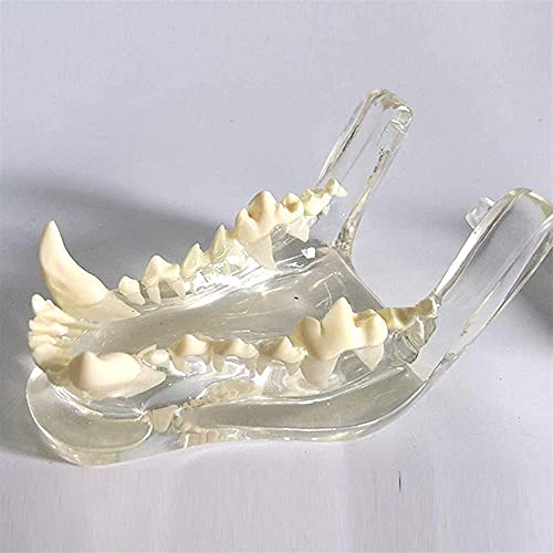 Modèle de dents de chien anatomie de la mâchoire transparente - 4
