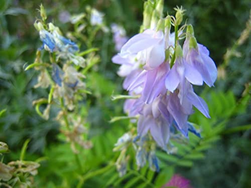 Miniatura 4 de Saw Palmetto Bulk - Té de apoyo de próstata 14 días, sin cafeína, 100% sin gluten, sin OMG, ingredientes naturales - hierba a granel de hoja de