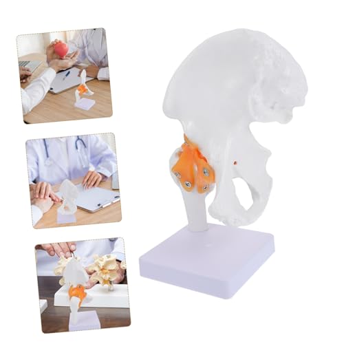 Modèle squelette humain articulation fémorale PVC taille réelle Ciieeo - 6