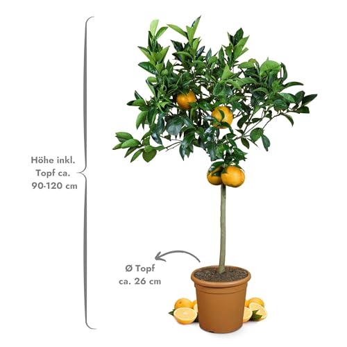 Orangenbaum Meine Orangerie Grande – Citrus sinensis Zitruspflanze