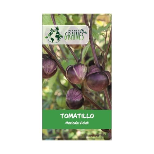 50 graines de tomatillo purple - physalis - Tomatillo du Mexique - Coqueret pourpre