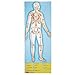 Melissa & Doug Human Anatomy 2-Sided Jumbo Jigsaw Floor Puzzle (100 pcs, over 4 feet tall)