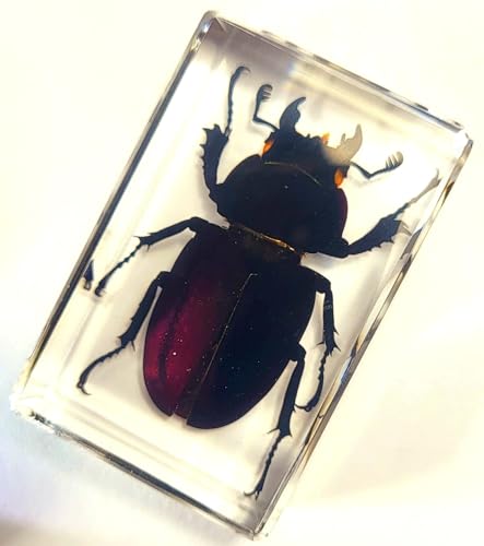 Image of 44mm Real Cottonwood Stag Beetle in Crystal Clear Lucite Resin Specimen Preserved Insect Bugs Taxidermy Crafts Collection for Biology Science Education & Desk Ornament Display Supplies