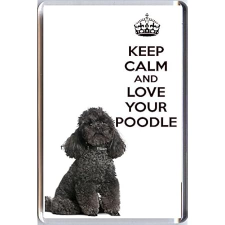 oversized toy poodle