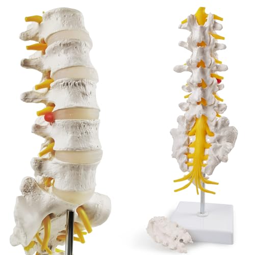 Modèle de colonne lombaire avec base robuste et disques intervertébraux