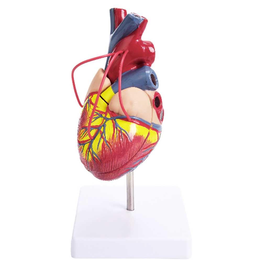 Modèle anatomique de cœur pour cours de biologie et démonstrations en cabinet médical