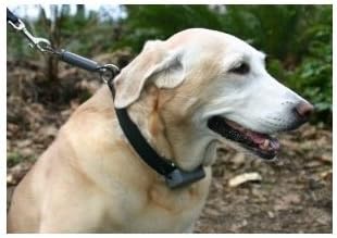 A No Pull Training Simple Leash and Collar, Large (18.5" - 23")