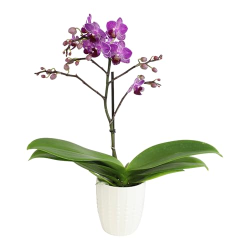 Purple Phalaenopsis Live Orchid Plant Lover Gift & White Orchid Pot, 11-15' Tall, Live Plant Gift, Fresh Orchids Plants Live House Plants, Live Plants Indoor Plants Live Houseplants by Plants for Pets