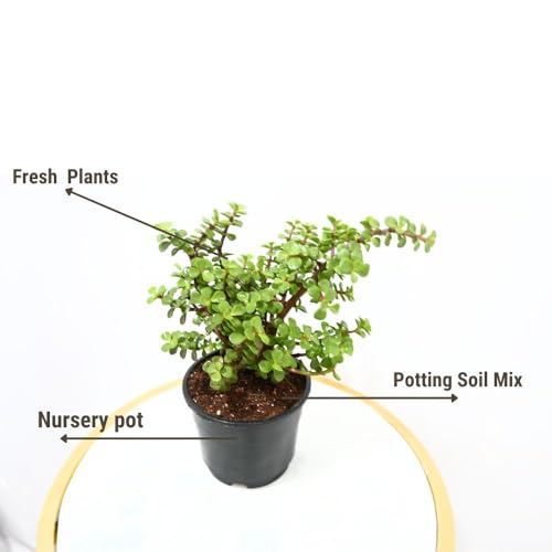 Nayra Live Button Jade Plant Indoor Plant with Black nursery Pot |Small Plant With Pot - Image 4 thumbnail