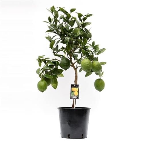 DECOALIVE Limonero Natural Árbol Frutal para Exterior