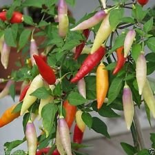 20 Aji Omni Colori Pepper semi (Capsum baccatum) dal Perù, Mild, saporito-Rare