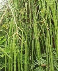 Golden Hills Farm Hybrid PKM1 Short Dwarf Variety Moringa Oleifera -Drumstick Tree 50+ seeds (B096VW1CSW) Amazon Price History, Amazon Price Tracker