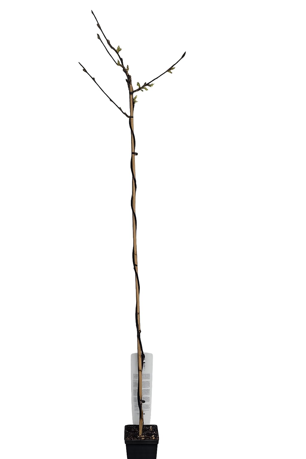 Weißer Blauregen Longissima Alba 180–200 cm – Wisteria floribunda, duftende Kletterpflanze, winterhart, rankend, ideal für Pergola, Garten & Fassade, stark wachsend