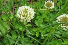 White Dutch Clover Seed - 5 Pounds