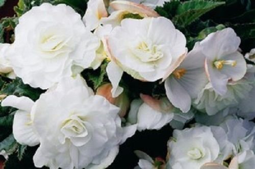 Granulés de Bégonia Graines de Bégonia Go Go Gogo Gogo Série Bégonia