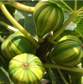 Pianta di fico a striscio fico variegato fico panachè foto reali H 60cm foto reali