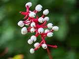Dolls Eye Dogwood Seedlings for Planting - Baneberry Plants to Grow (3 Seedlings)