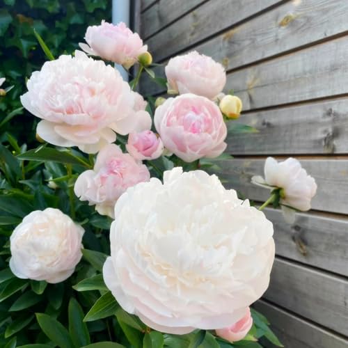 Bulbi di peonia - Ottimi per principianti, decorazioni da giardino e decorazioni per la casa-1bulbi-B