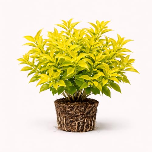 PLANT NOOK Duranta ‘Cuban Gold’ Live Plant Starter Plug 2-Pack | Gold Mound Duranta with Bright Golden Foliage | Compact Mounding Shrub for Borders and Pots | Full Sun