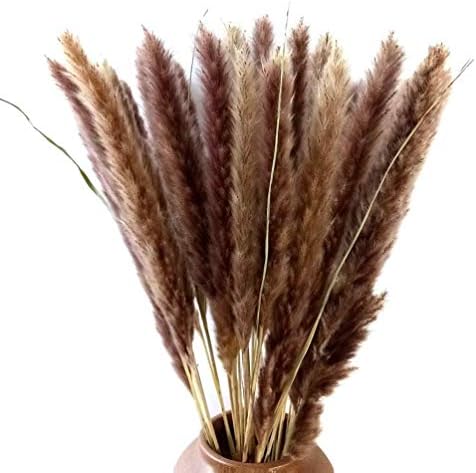 30 Pcs Dry Flower Natural Dried Small Pampas Grass, Phragmites Communis, Dog Tail Grass, Dry Bouquet, Wedding Flower Bunch, 23” -24" Tall Home Décor (Brown)