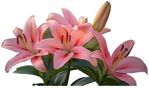Catálogo de Vinilos para interruptores los 5 mejores. 48 Pegatinas de pared de flores de lirio rosa para interruptor de luz, vinilo impermeable para decoración del hogar, 5.1 pulgadas, paquete de 3 AB281
