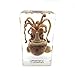 Squid Cuttlefish Specimen in Acrylic Block Paperweights Science Classroom Specimens for Science Educationï¼ˆ2.9x1.6x1 inchï¼‰