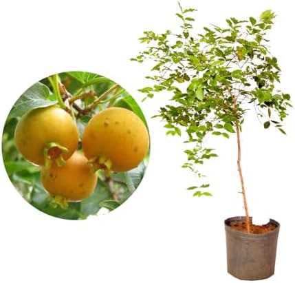 Muda de Gabiroba 20 a 40cm AMK - Plantas Online