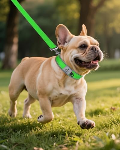 Image of Joytale Dog Collar for Small Dogs, Neoprene Padded and Adjustable, Reflective Wide Heavy Duty Pet Collars with Durable Metal Belt Buckle for Walking, Green, S