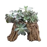 - La maceta de flores paisaje con artes hechos a mano provids creativa y frescura en su hogar, la oficina y la decoración del jardín.