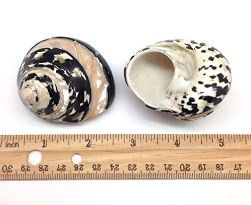 Image of PEPPERLONELY 2 PC Polished Black Banded Arapica Turbo Sea Shell, Magpie Turbo Sea Shell, Hermit Crab Sea Shells, 2 Inch ~ 2-1 /2 Inch