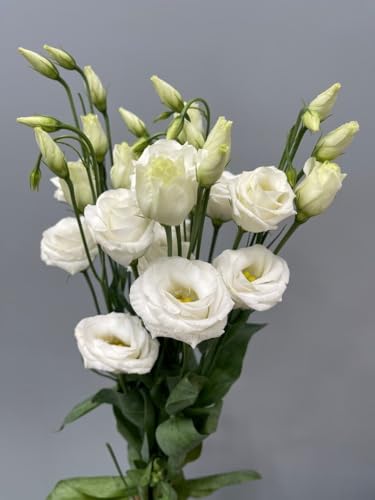 Oakwood Farms® Lisianthus Flower Seeds for Home and Gardening Pack of 40 to 50 seeds (WHITE)