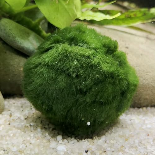 RWSEFK 8 Large Live Moss Balls