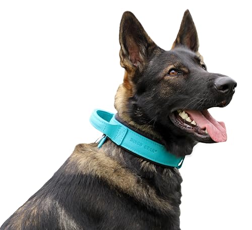 Dingo Gear Drago Leather Dog Collar, Amortized with Strong Wide Handle, Handmade, Neck Girth 56-64 cm, for Training and Walks, Pull Protection, Soft Padding, Blue (S03923)