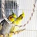 Milisten Bird Toy Pack Soft Bendable Bird Perch Climbing Rope Parrot Perch for Parakeets Cockatiels Lovebirds Cage Accessories