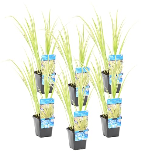 Bloomique - Lot de 6 - Acorus Ogon - Acore nain - Plantes de bassin - Résistante au gel - 10-20 cm de haut - Pot 9 cm