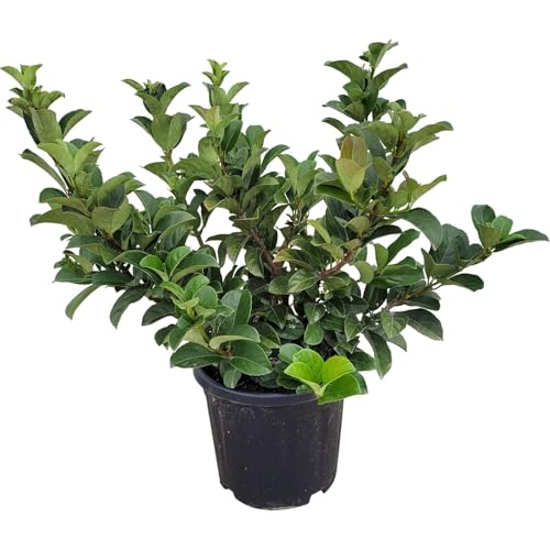 Viburnum Natural Planta Ornamental y Resistente para Jardines o Terrazas