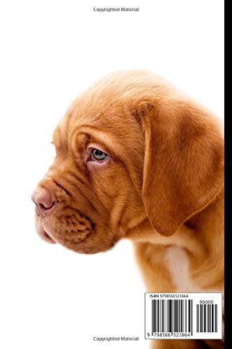 Dogue De Bordeaux Dog Notebook For Dog Lovers: Composition Notebook 6x9" Blank Lined Journal - Image 2