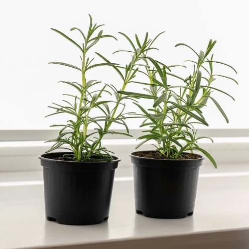 Set 2 Pots Rosemary Plants Live, 4 Inch Pot, 6 to 8 Inches Tall Live Rosemary Plants in Pot, Hardy Perennial Herb, 2 Plants per Pot