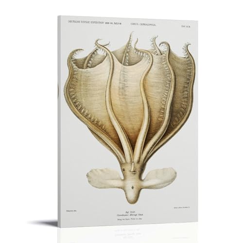 Octopus Illustration by Carl Chun Canvas Print Poster�C���e���A�f�U�C���A�A�[�g�v�����g�̑����A�����̐V�����Ƃ̑��蕨�̂��߂̔������|�X�^�[16x24inch(40x60cm) Frame-style