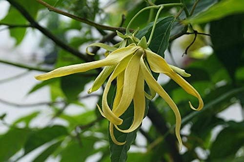 Cananga Odorata - Ylang Ylang - Árbol de planta tropical rara jocad (5 semillas)