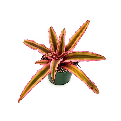 ragnaroc Live Plants – Cryptanthus ‘Pink Star‘, Jumbo 4-8' in 4' Pot - 1ct - Live Arrival Guaranteed - House Plants for Home Decor & Gift
