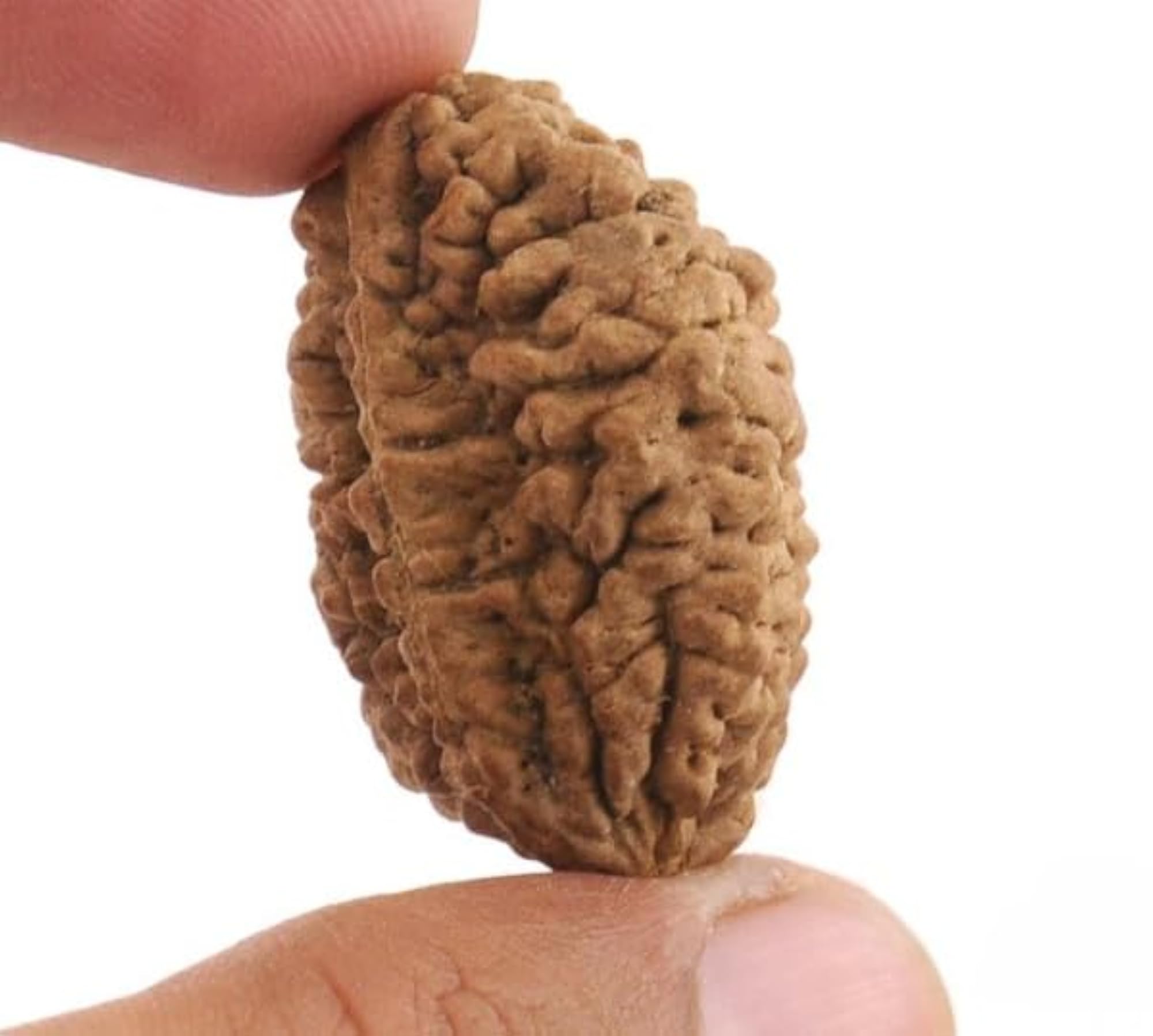 2 Mukhi Rudraksha Bead, Original Certified
