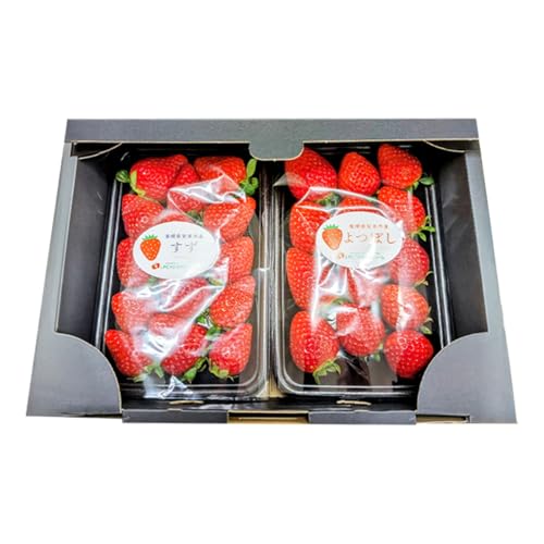 農場長厳選の美味しいいちご 500g[かおり野 紅ほっぺ よつぼし スターナイト すず]