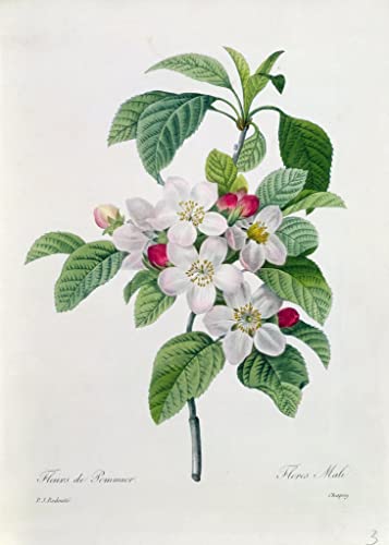 Poster sur toile Blossom Redouté 50 x 70 cm pour habiller un mur vide sans effort