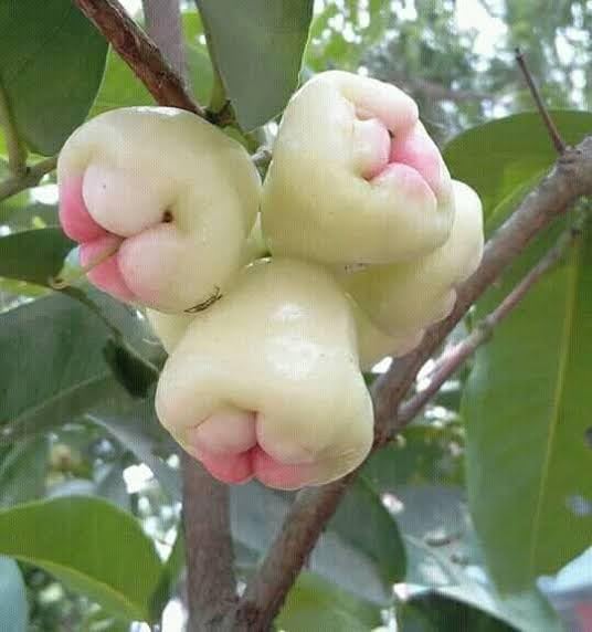See full amazon price history chart for Rahaman " Sweet Jamrul/Wax Apple Whater Apple Grafted Hybrid Plant White Water Apple Fruit Grafted Hybrid Plants & Tree Home Garden And Roof Garden Sweet Tasty Fruit Live Plant Rahaman " Sweet Jamrul/Wax Apple Whater Apple Grafted Hybrid Plant White Water Apple Fruit Grafted Hybrid Plants & Tree Home Garden And Roof Garden Sweet Tasty Fruit Live Plant (B0CP14GMB3) Amazon Price History, Amazon Price Tracker