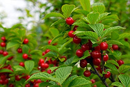 Nanking Cherry (Prunus Tomentosa) 100 Seeds For Planting, Open Pollinated, Heirloom, Non-Gmo, Manchu Cherry, Downy Cherry, Ando Cherry, Mountain Cherry, Chinese Bush Cherry, And Chinese Dwarf Cherry. #TOP2