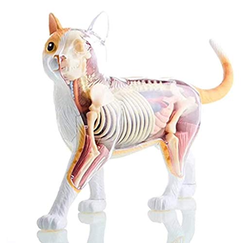 Cat Anatomie - Katzen-Skelett Anatomisches Modell,28 Abnehmbares wissenschaftliches Anatomisches Tiermodel,für medizinische Ausbildungshilfe,große Geschenke für Bildung oder Tierärzte ( Color : A ) Cover