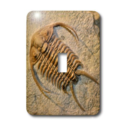 Interrupteur Cheirurus exsul Russie pour déco salon et bureau d'histoire