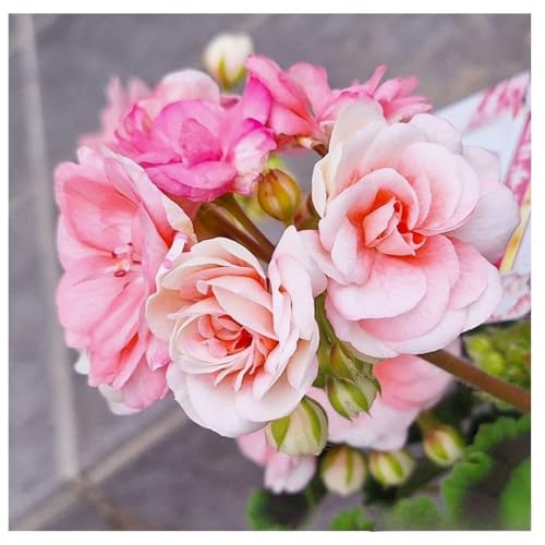 限 格 ネコポス ロザリア ゼラニウム 苗1株（26）のサムネイル