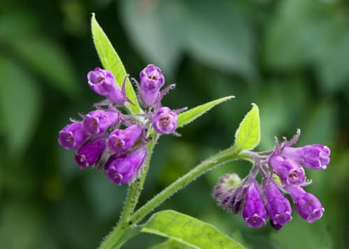 Bocking 14 Comfrey Root Cuttings to Grow - Many Uses Pretty Flowers - Unrooted Cuttings Grow Easily (3 Cuttings)